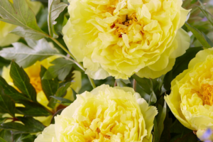 Пион Сонома Хало (Paeonia Sonoma Halo), саженцы купить в Новосибирске.