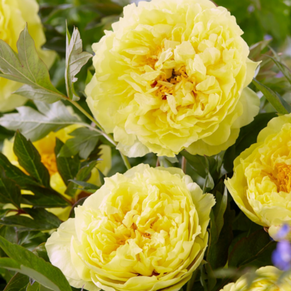 Пион Сонома Хало (Paeonia Sonoma Halo), саженцы купить в Новосибирске.
