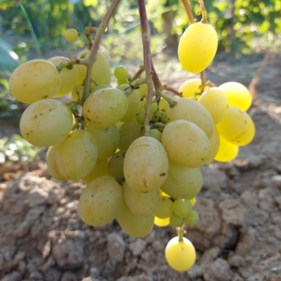 Виноград Синдикат, саженцы купить.