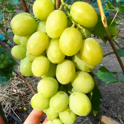 Виноград Синдикат, саженцы