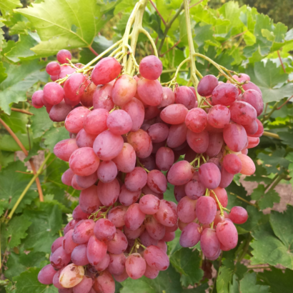 Виноград Велес, саженцы купить.