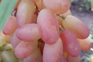 Виноград Виктор, саженцы купить.