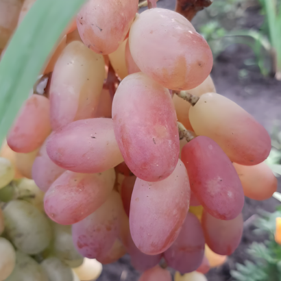 Виноград Виктор, саженцы купить.