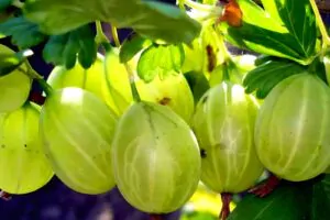 Крыжовник Уральский Изумруд, саженцы