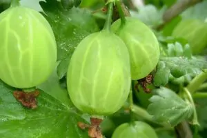 Крыжовник Уральский Изумруд, саженцы